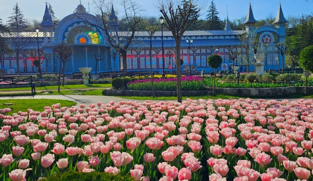 <i>В Пятигорске теплая погода вызвала ранний карнавал тюльпанов</i>