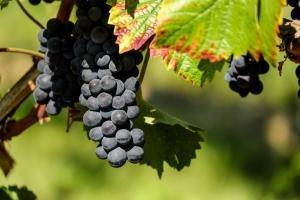 В Ставропольском крае завершена уборка винограда