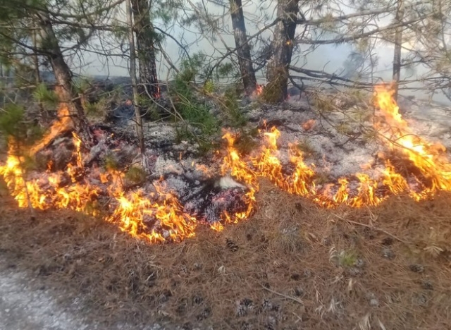 <i>К северу от Кисловодска тушат пожар в лесу на площади в 2 га</i>
