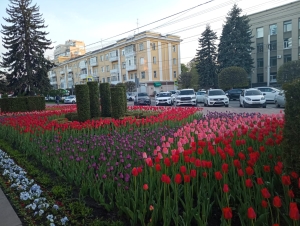 Озеленители Ставрополя освоили крымский прием ландшафтного дизайна