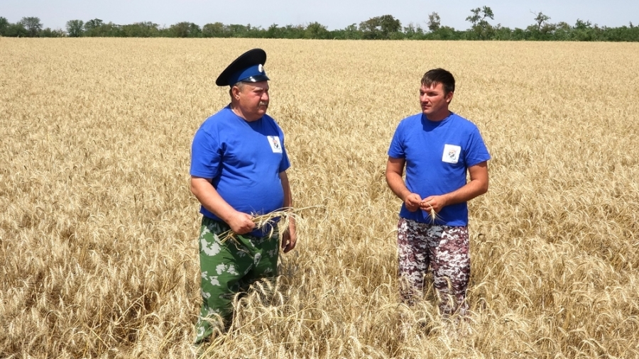 Как казаки-фермеры трудятся на земле ставропольской