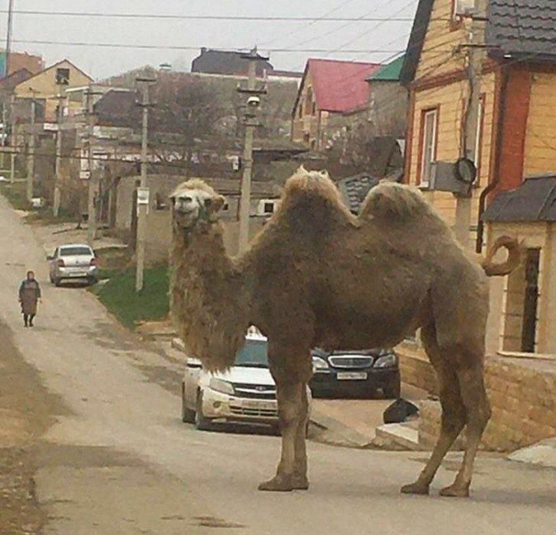 Медведи и верблюды на улицах дагестанского Каспийска развеселили горожан