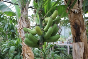Кисловодские юннаты вырастили бананы