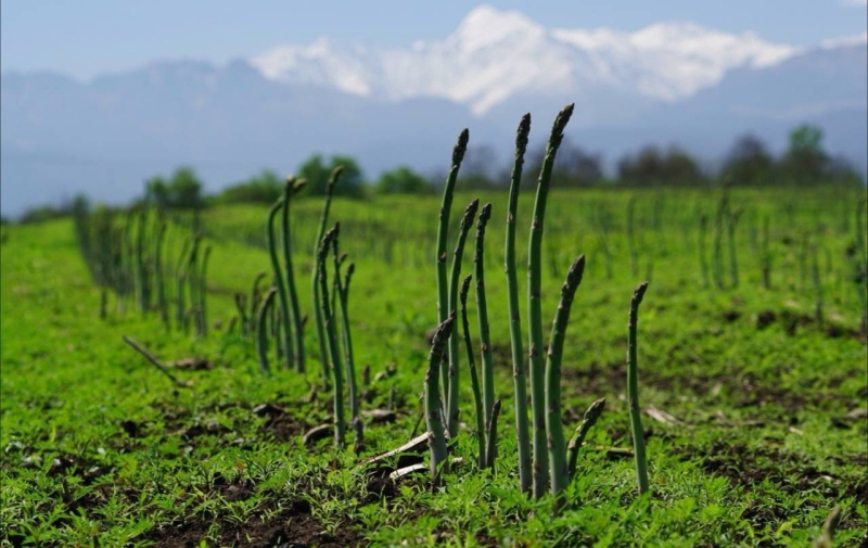 В 2023 году Северная Осетия увеличила на треть производство спаржи