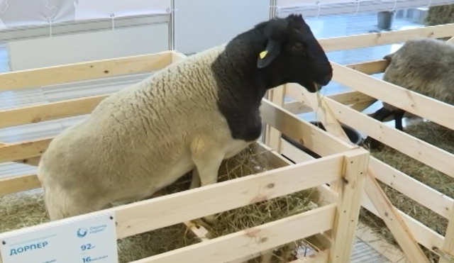 <i>Генофонд и качество корма: ученые СКФУ ведут разработки в области мясного овцеводства</i>
