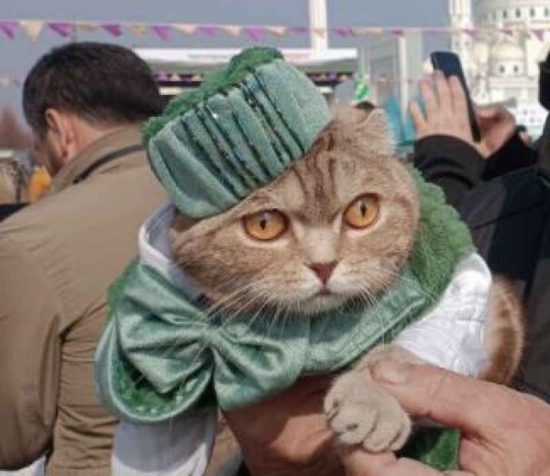На фестивале черемши в Шали выбрали самого стильного кота