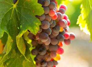 Компании Дагестана в 2023 году инвестировали в виноградарство ₽3 млрд