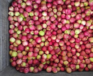 Осетия наращивает отправку яблок через порты Дагестана и Астраханской области