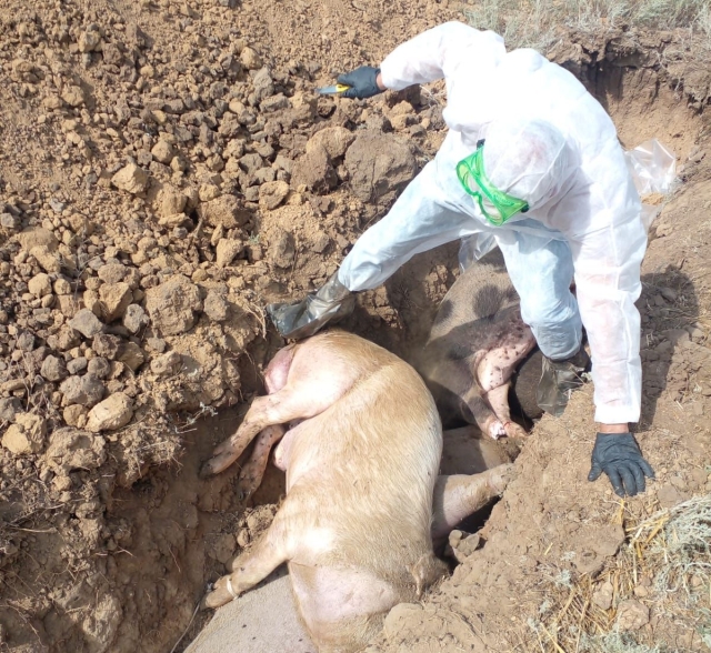 <i>На Ставрополье правоохранители ищут свиновода, бросившего трупы заражённых свиней</i>