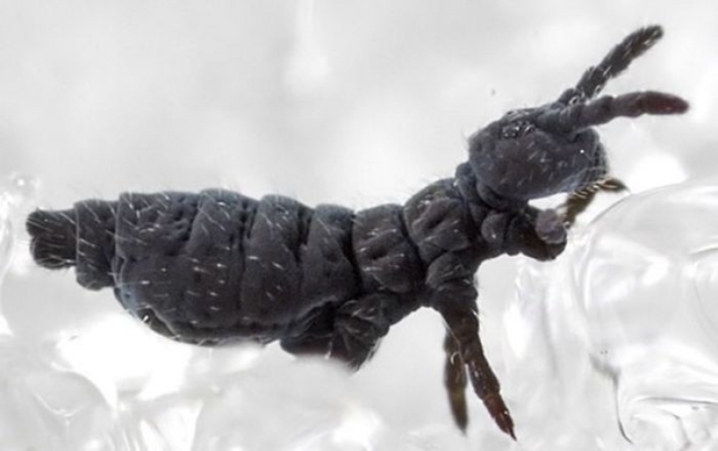 Обнаруженные в дендрарии Владикавказа насекомые безопасны для человека