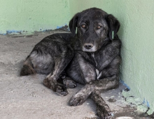 В Левокумске суд оштрафовал живодёра на ₽250 тысяч за убийство собаки