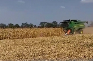 Ставропольские аграрии начали уборку кукурузы на зерно