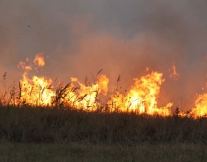 В Минераловодском округе в ста метрах от хутора остановили пожар