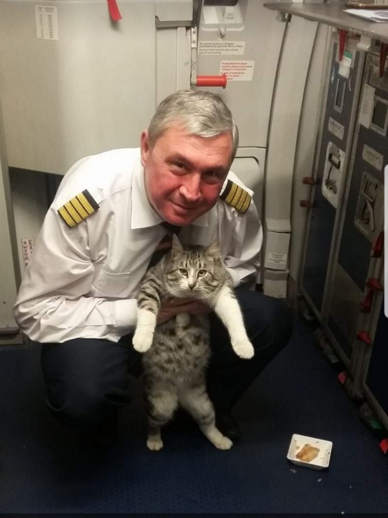 Кот из аэропорта Минеральных Вод покорил соцсети