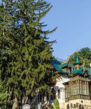 «Шаляпинская ель» из Кисловодска стала главным деревом России