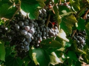 За минувшие 30 лет урожайность винограда на Ставрополье выросла вдвое