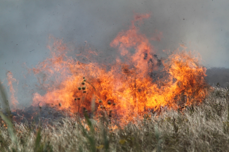 Ингушетия, КБР, РСО-Алания и Ставрополье не допустили лесных пожаров в 2023 году