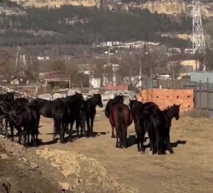 Кисловодск не конюшня: В городе арестован табун лошадей
