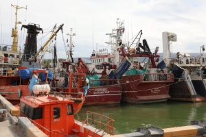 В Махачкалинском порту благодаря новому цеху увеличат добычу кильки