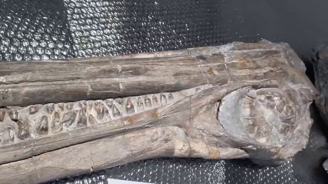 <i>В Дербенте покажут окаменелость ихтиозавра возрастом 100 миллионов лет</i>