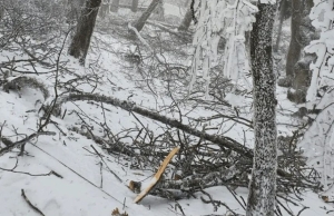 Упавшие в Железноводске деревья пойдут на благотворительность