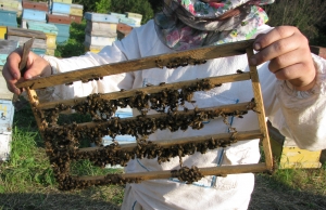 На Ставрополье работает племенной репродуктор по разведению пчел карпатской породы