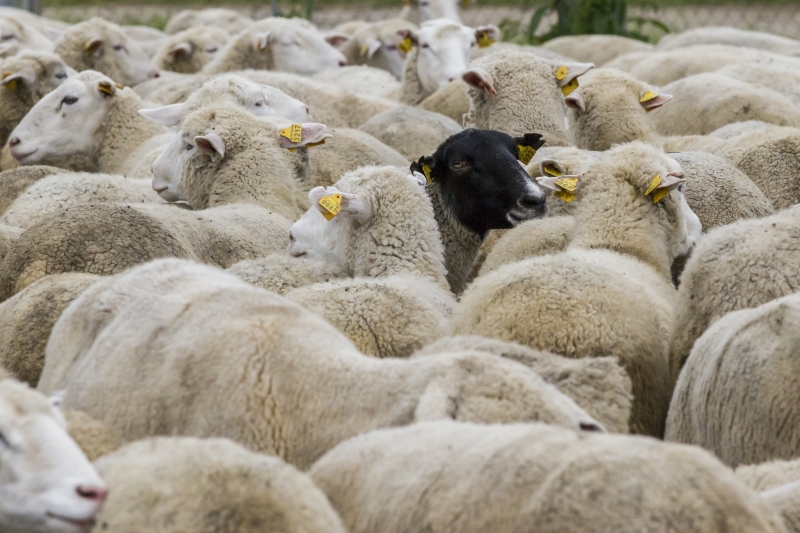 Хозяйства Кабардино-Балкарии примут участие во всероссийской выставке племенных овец и коз