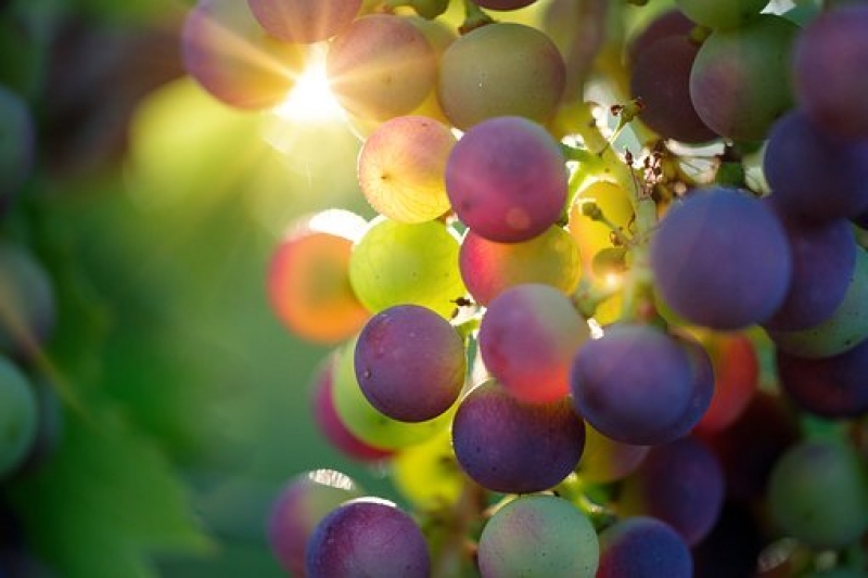 На Ставрополье начали уборку винограда