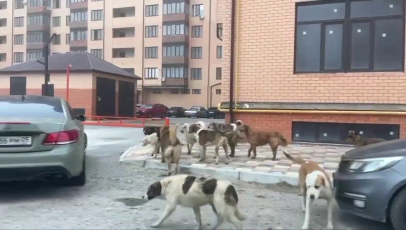 Детсад и школу в Каспийске оккупировала стая бродячих собак