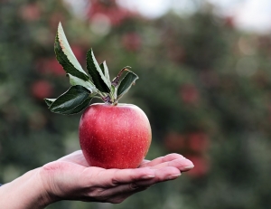 Ставропольский губернатор отметил рост урожайности яблок