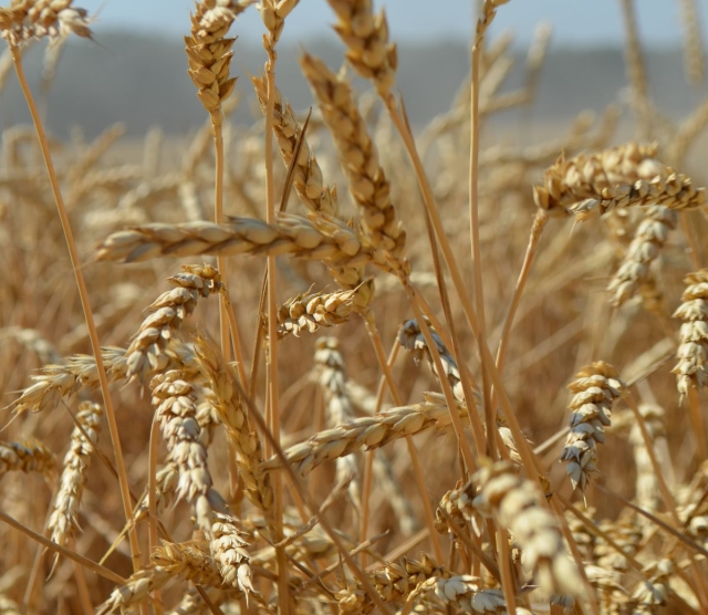 <i>Несмотря на внешние ограничения, экспорт зерна из России увеличивается</i>