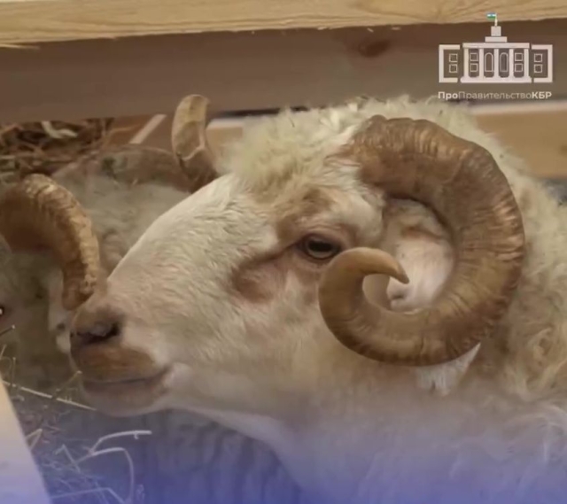 <i>Овцеводы КБР завоевали 6 медалей на выставке племенных овец и коз в Каспийске</i>